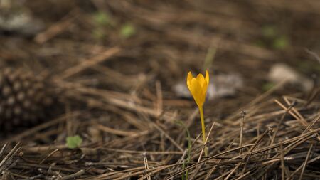Yellow blossoms of crocuses (Colchicum autumnale) on a meadow in the sunshineの写真素材