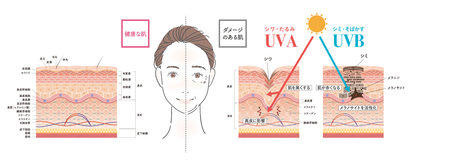 Cross section of the skin 1 frontのイラスト素材