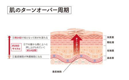 Cross section of the skin 6 frontのイラスト素材