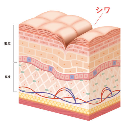Cross section of the skin 8のイラスト素材