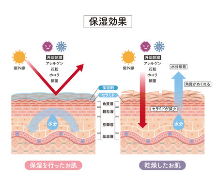 Cross section of the skin 4 frontのイラスト素材