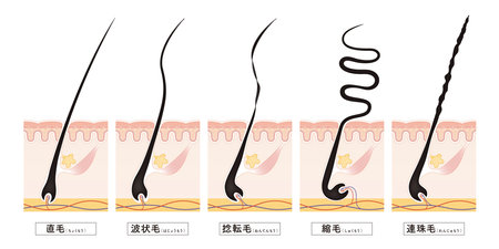 Cross section of the skin 14 frontのイラスト素材