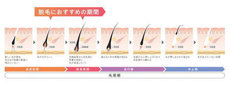 Cross section of the skin 17 frontのイラスト素材