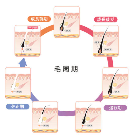 Cross section of the skin 22 frontのイラスト素材