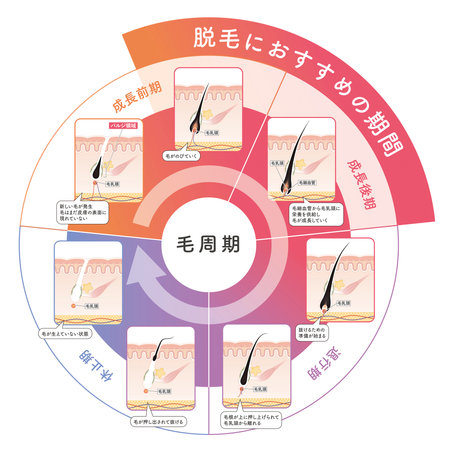 Cross section of the skin 23 frontのイラスト素材