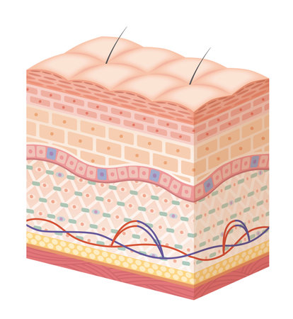 Cross section of the skin 28 frontのイラスト素材
