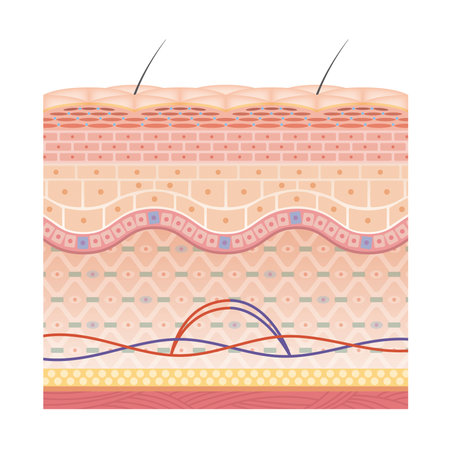 Cross section of the skin 28 frontのイラスト素材
