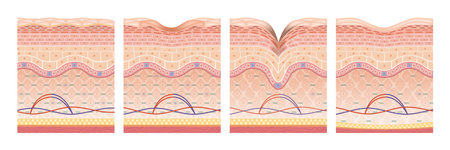Cross section of the skin 28 frontのイラスト素材