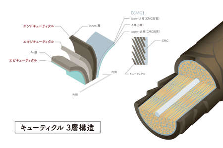 Hair cross section 2_1のイラスト素材