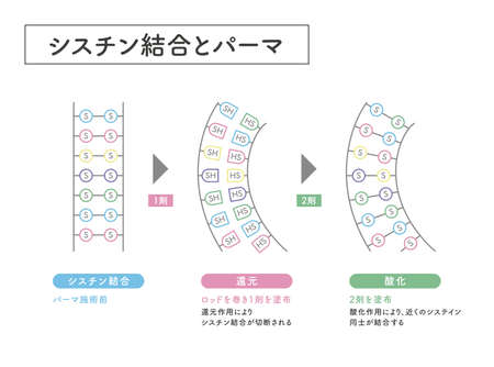 Hair cross section 10_1のイラスト素材