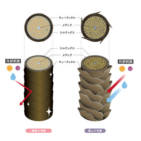 Hair cross section 4_1のイラスト素材