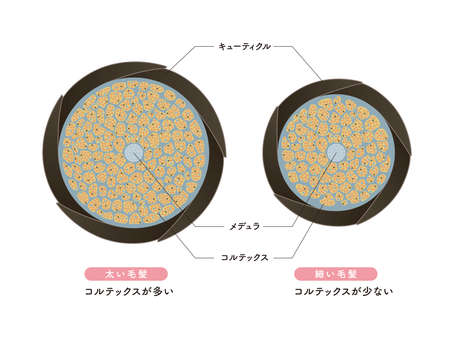 Hair cross section 6_1のイラスト素材