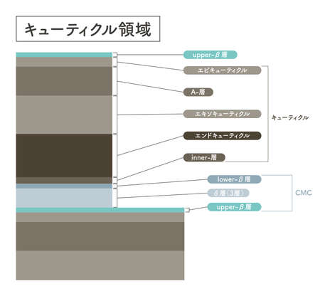 Hair cross section 12_1のイラスト素材