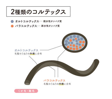 Hair cross section 8_1のイラスト素材