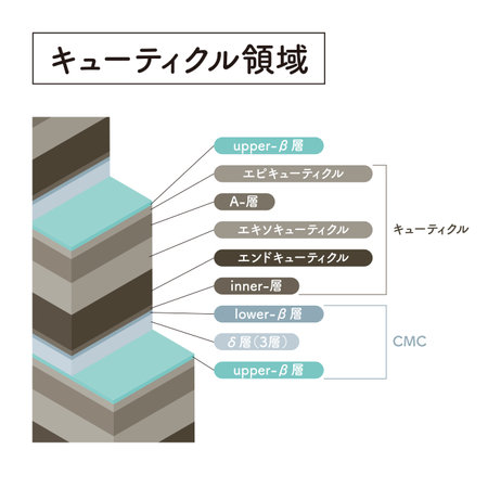Hair cross section 13_1のイラスト素材