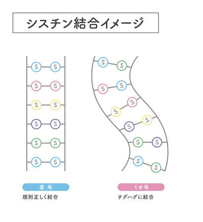 Hair cross section 16_1のイラスト素材