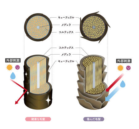 Hair cross section 5_1のイラスト素材