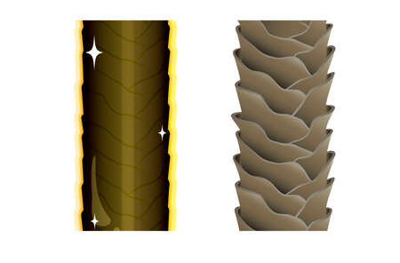 Hair cross section 17_4 No commentaryのイラスト素材