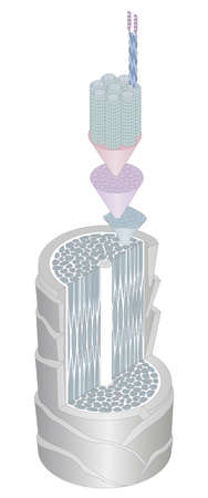 Hair cross section 1_3 No commentaryのイラスト素材