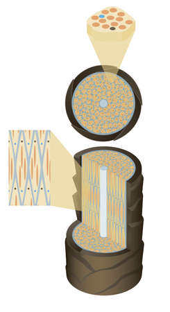 Hair cross section 15_1 No commentaryのイラスト素材