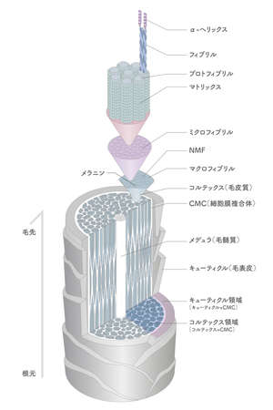 Hair cross section 1_3のイラスト素材