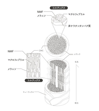 Hair cross section 15_2のイラスト素材