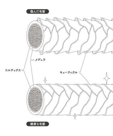Hair cross section 19_2のイラスト素材