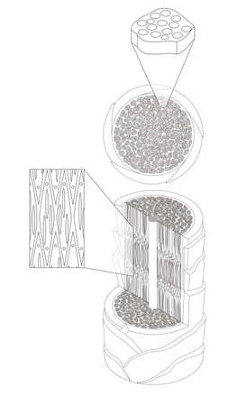 Hair cross section 15_2 No commentaryのイラスト素材