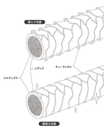 Hair cross section 18_2のイラスト素材