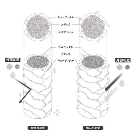 Hair cross section 4_2のイラスト素材