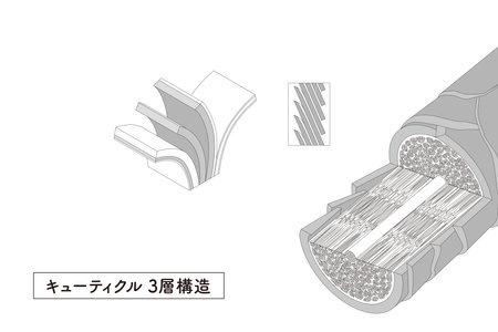 Hair cross section 2_2 No commentaryのイラスト素材