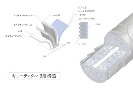 Hair cross section 2_3のイラスト素材