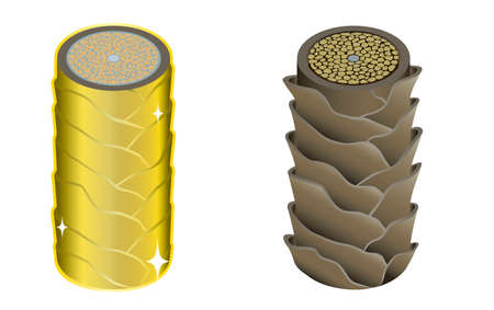 Hair cross section 3_2 No commentaryのイラスト素材