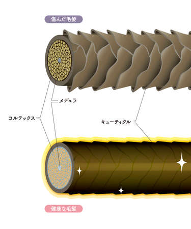 Hair cross section 19_4のイラスト素材