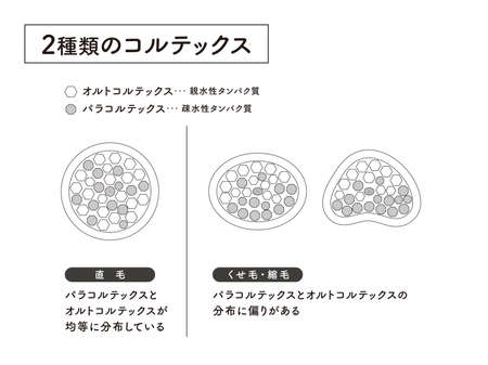 Hair cross section 7_2のイラスト素材