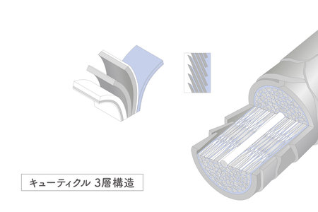 Hair cross section 2_3 No commentaryのイラスト素材