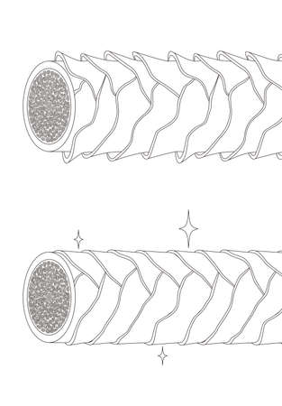 Hair cross section 19_2 No commentaryのイラスト素材