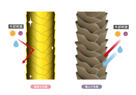 Hair cross section 17_3のイラスト素材