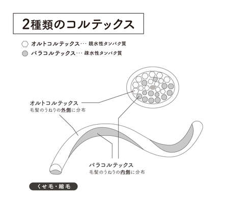 Hair cross section 8_2のイラスト素材