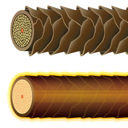 Hair cross section 19_6 No commentaryのイラスト素材