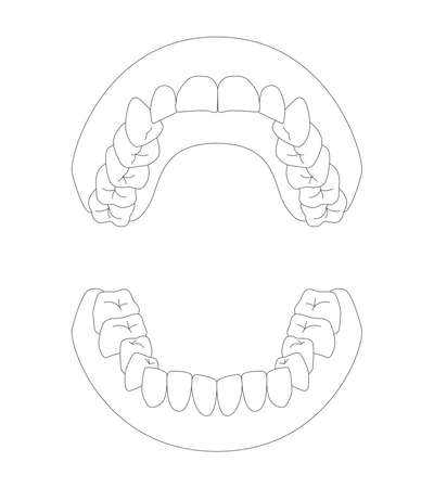 Illustration of human dentitionのイラスト素材
