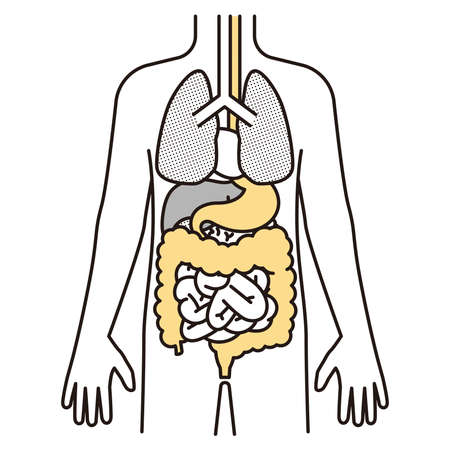 Human anatomyのイラスト素材
