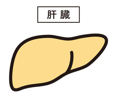 Liver illustrationのイラスト素材