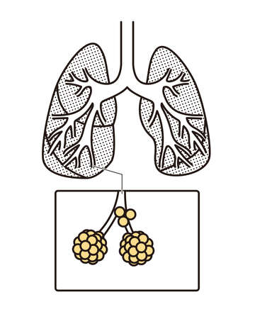Lung structure illustrationのイラスト素材