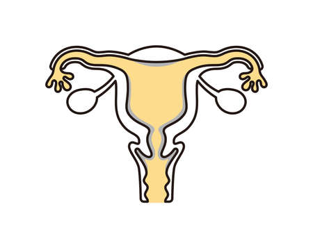 Uterus illustrationのイラスト素材