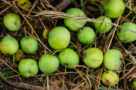 Wild green apple on dried grass horizontal top veiw selective focusの写真素材