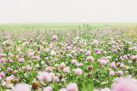 Flowers of clover on field selective focusの写真素材