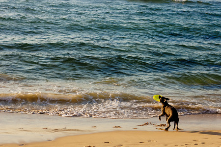 Black dog playing on the beach selective focusの写真素材