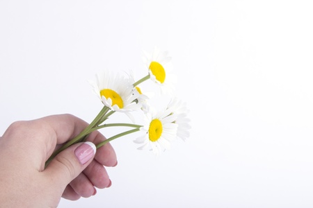 There is a chamomile in the handの写真素材