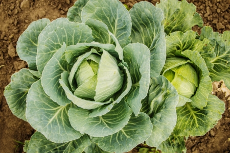an image of raw cabbage on the natureの写真素材